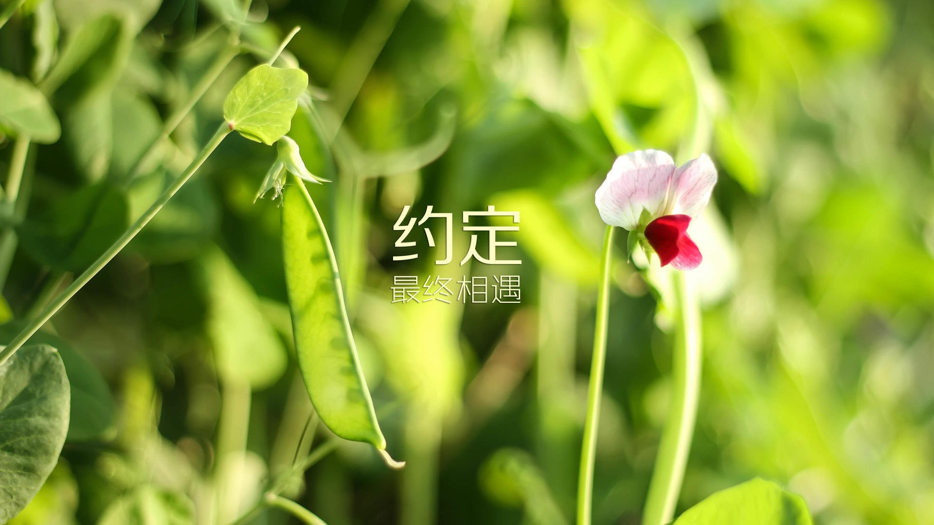 《电竞赛事的全场流媒体直播：极致视听盛宴》，电竞即时