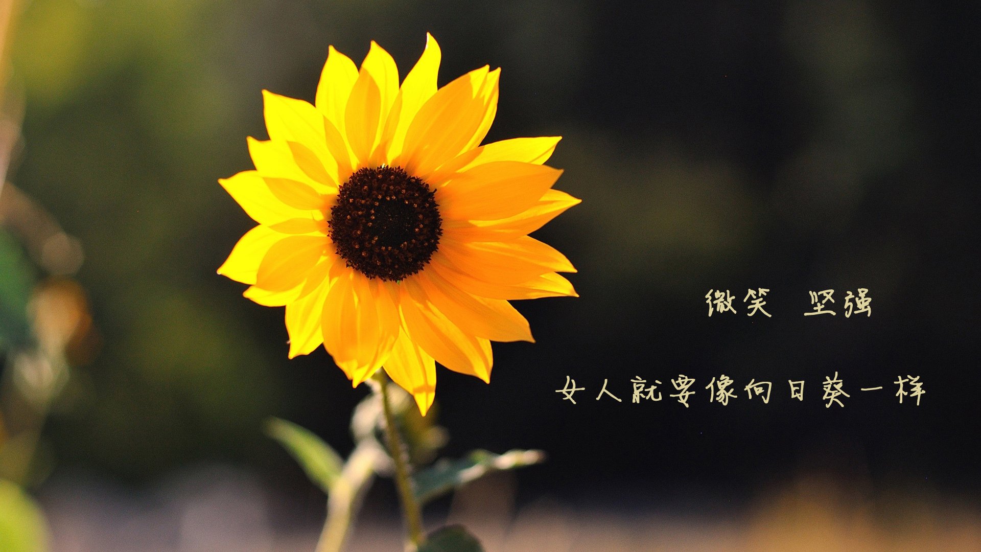 德国女子公路赛选手在比赛中获得第十二名，德国女子田径运动员alica schmidt