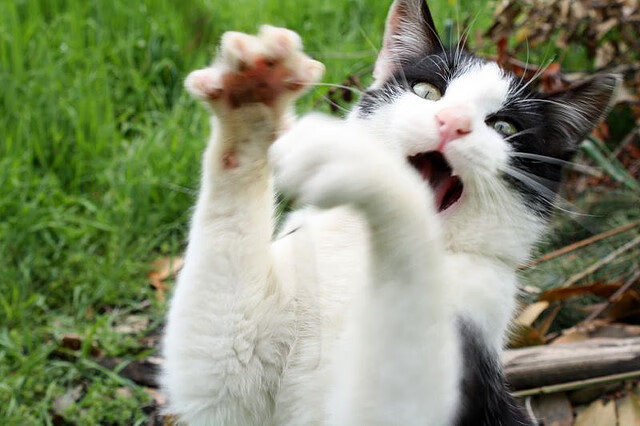 球场记忆:球迷心中不可磨灭的经典瞬间,球场dj