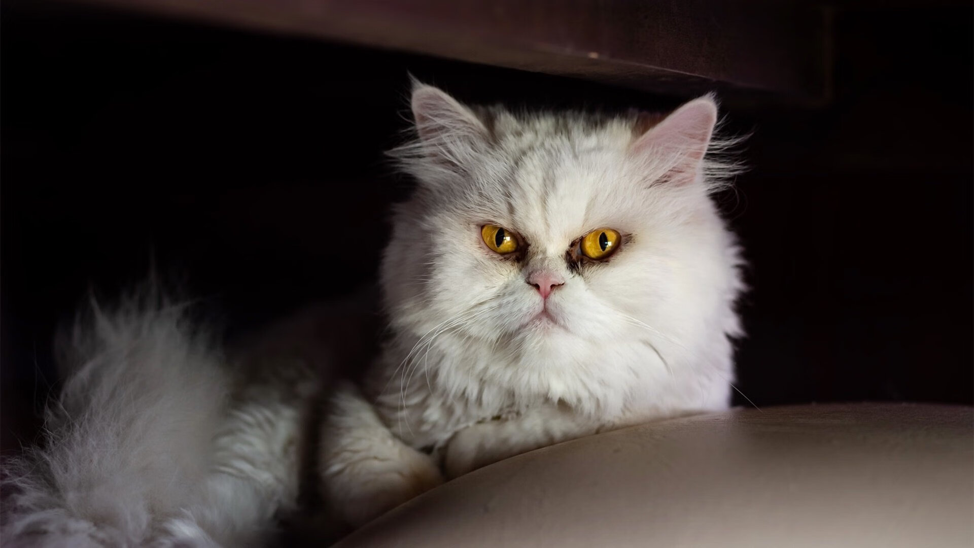 迈阿密热火“铁血防守”已然成为“拿手绝活”,迈阿密热火官方网站