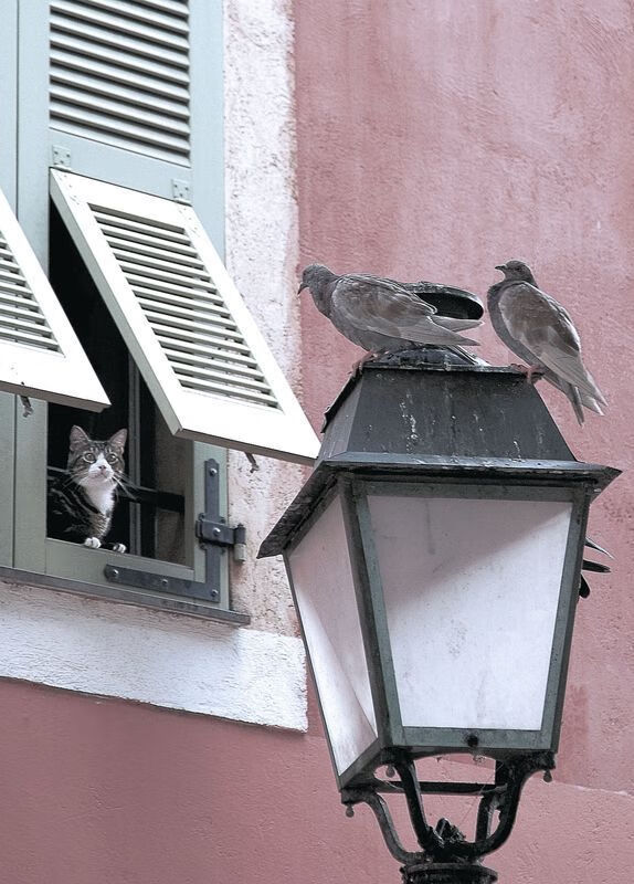 逆袭“黑马传奇”:从无名到冠军神话,重庆黑马传奇建筑工程项目管理有限公司