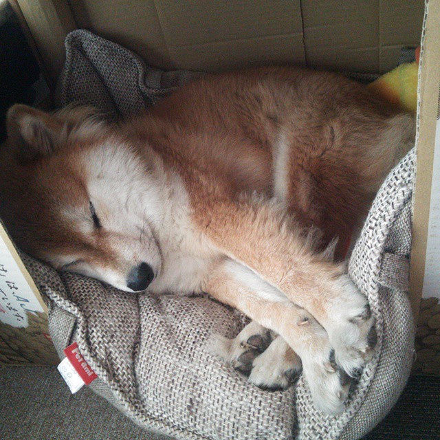 CBA赛场上的精彩瞬间:球员飞身扣篮引爆现场,cba扣篮大赛飞跃5人