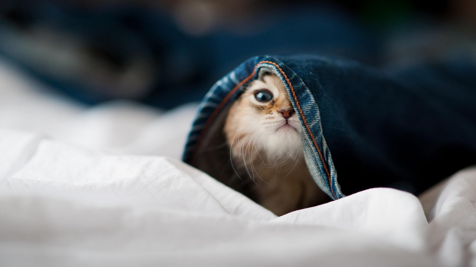 KPL夏季赛裁判判罚准确率达98.7%,kpl赛制规则