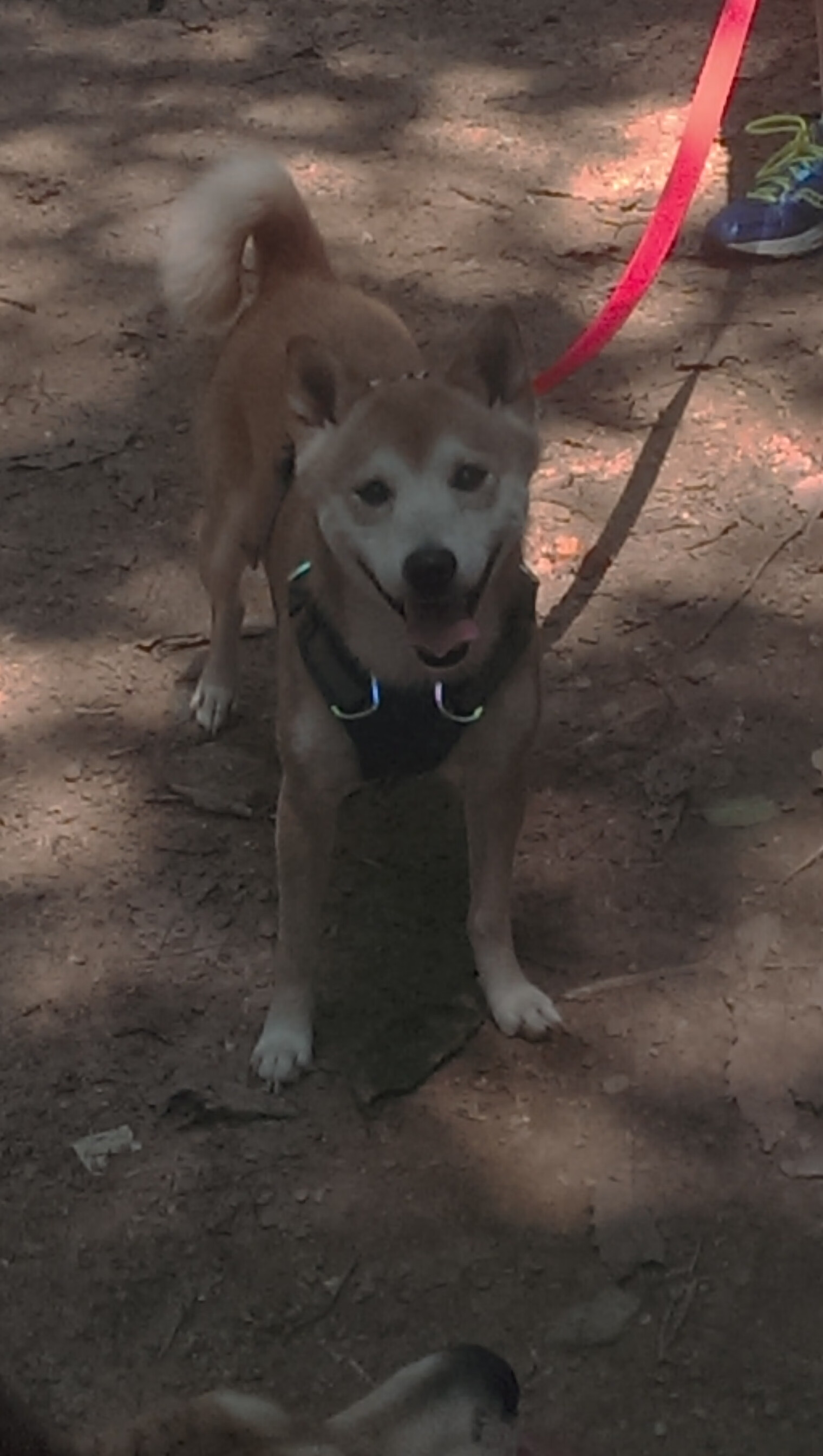 开云官网-东道主以惊人快速度击败欧洲国家联赛对手，东道主是哪个国家