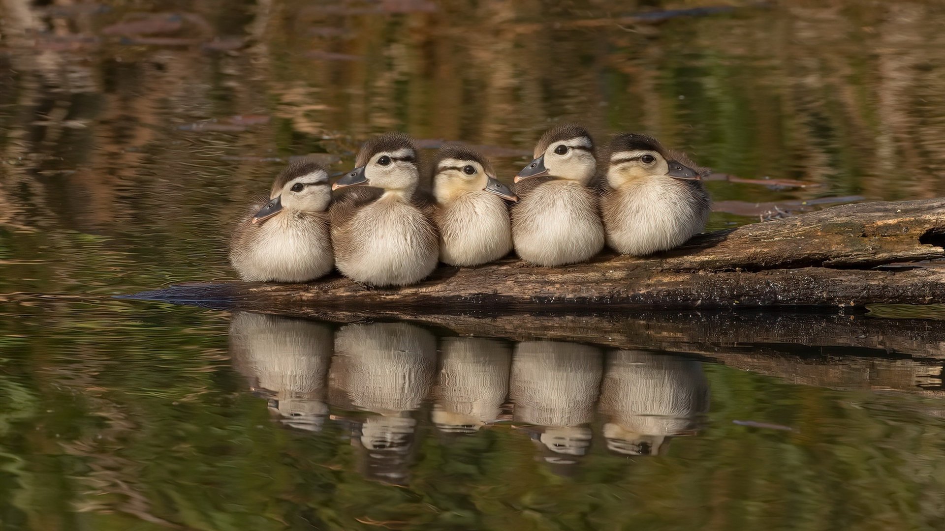 东道主以惊人快速度击败欧洲国家联赛对手,东道主是哪个国家