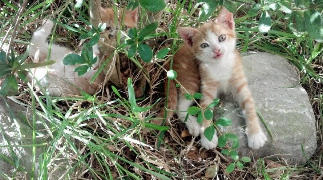 世界跆拳道团体赛中国队晋级决赛，世界跆拳道示范团