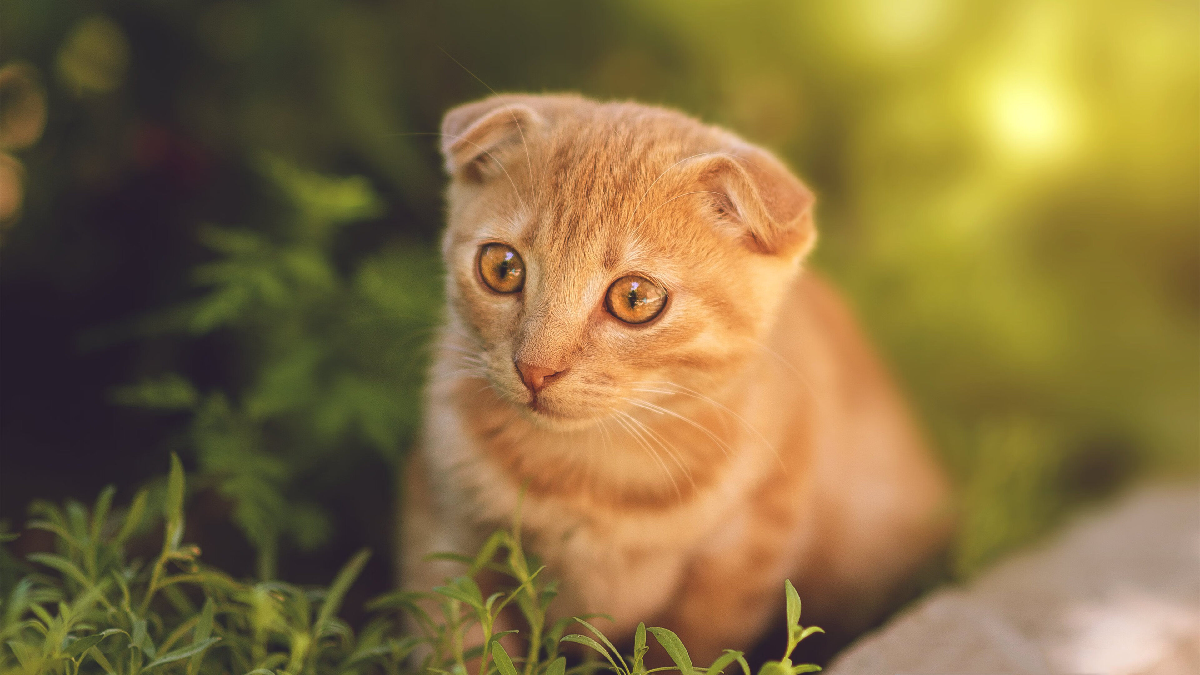 -丹麦战队 Astralis 在 PGL Major 中获得亚军，丹麦队贴吧