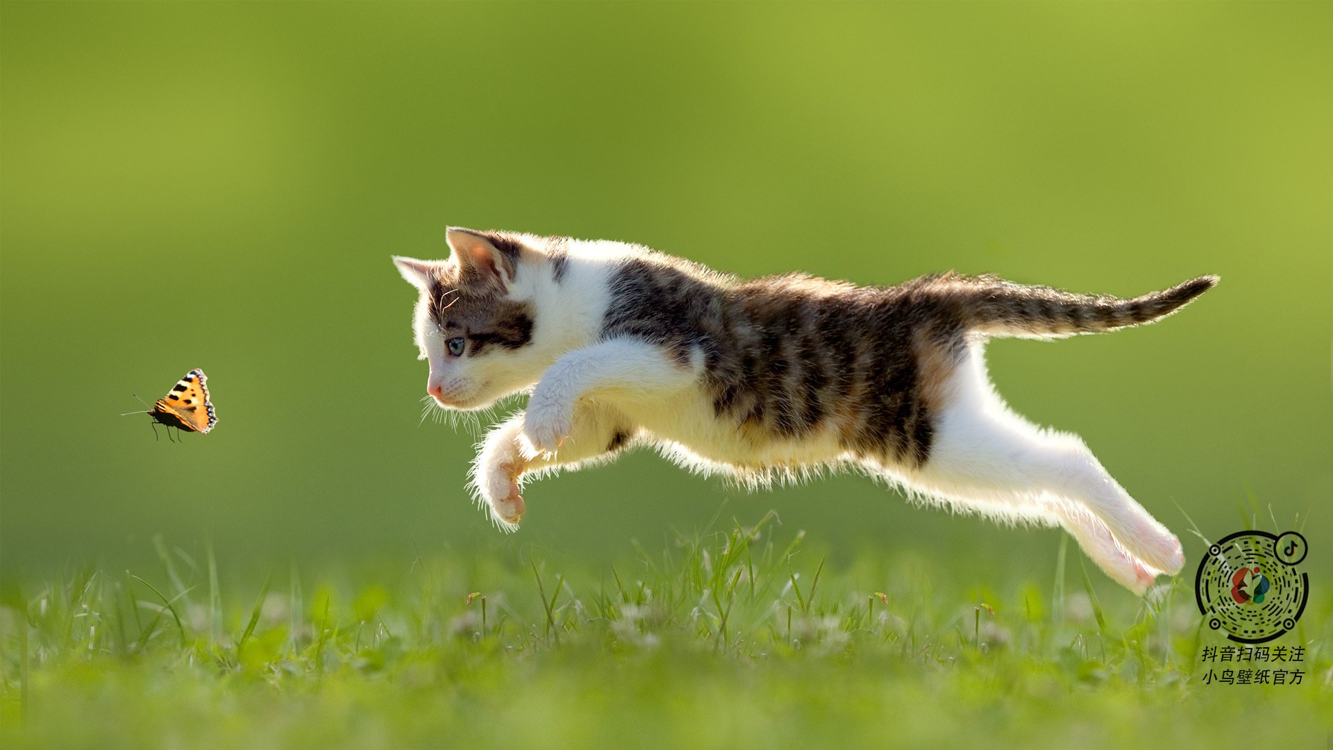 伯德再战神州,篮球传奇风采尽展,伯德nba