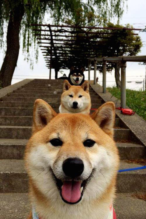 塞尔维亚淘汰希腊,篮球世锦赛中约基奇砍下大号两双,塞尔维亚篮球nba