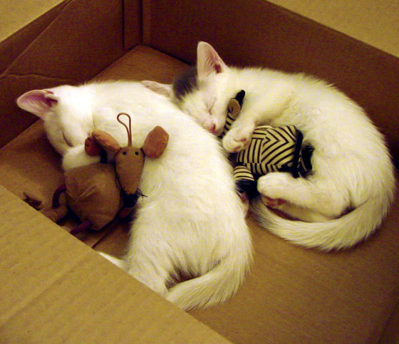 尤文图斯战平曼城:双方各有所长,尤文图斯vs曼联 c罗入球庆祝