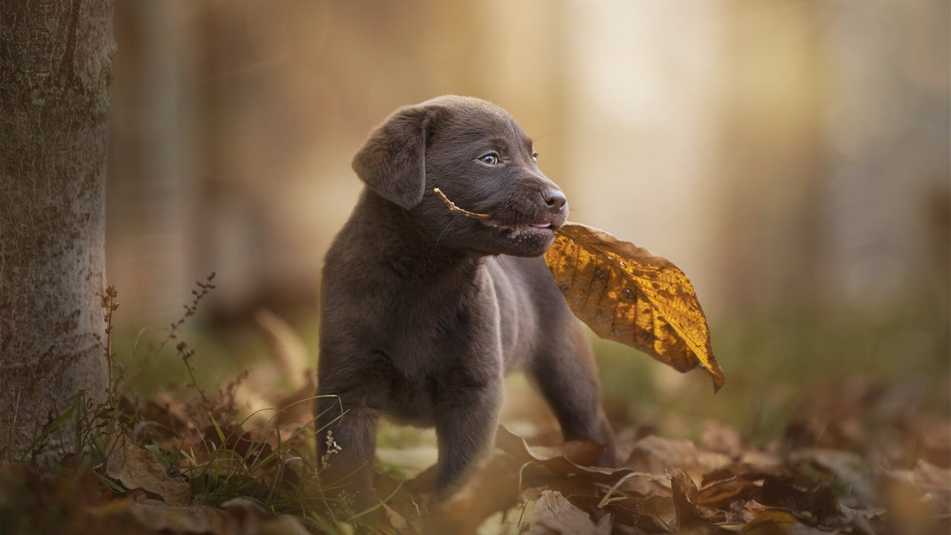 开云体育app安全下载-山东队再次展现出强大实力，取得胜利，山东队赢了