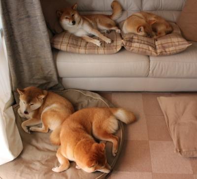 中国篮球职业联赛赛事运营风险评估与管理对策分析,篮球赛事运营方案