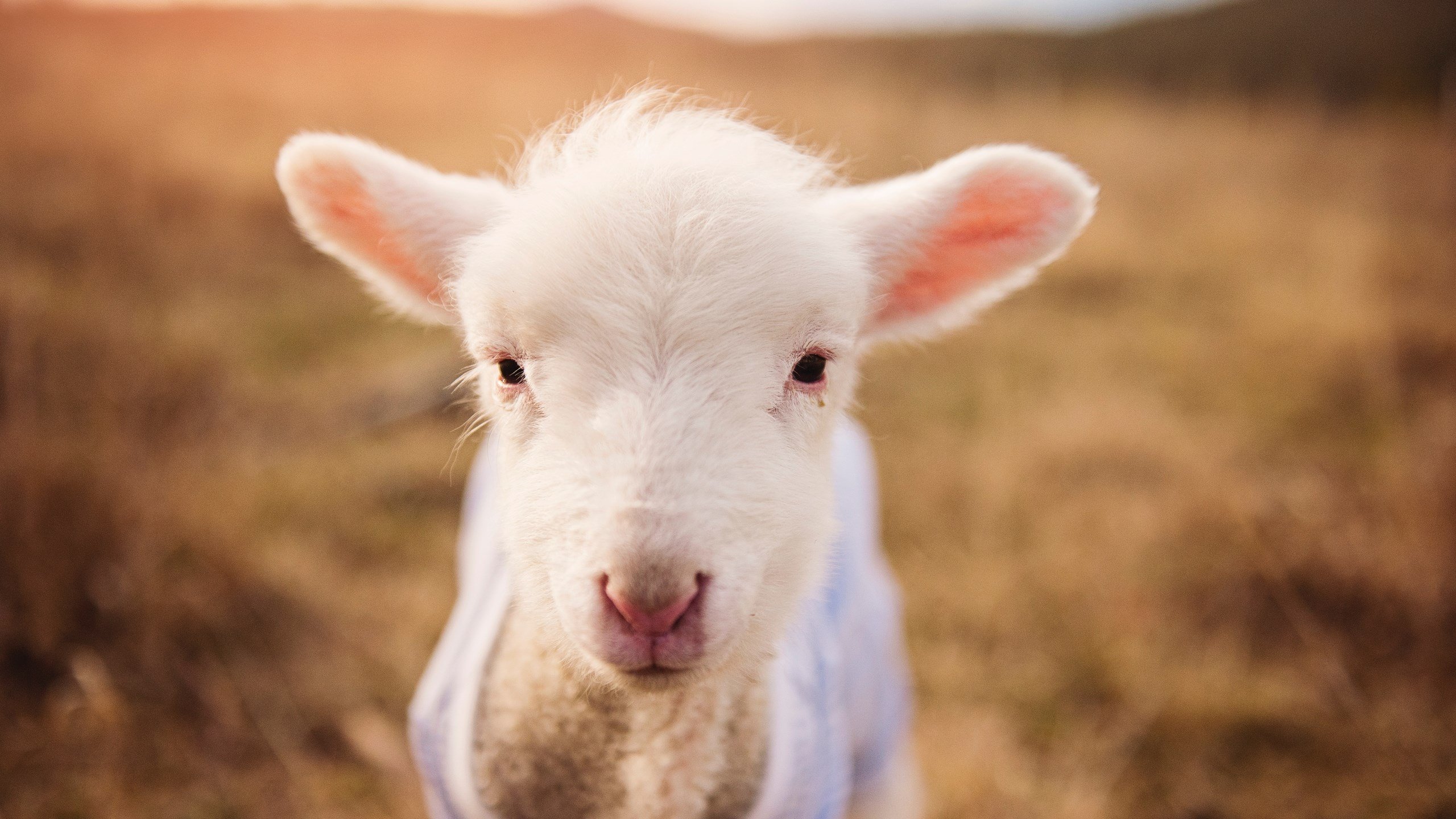 中国篮球联赛赛程安排优化方案,中国篮球联赛时间表