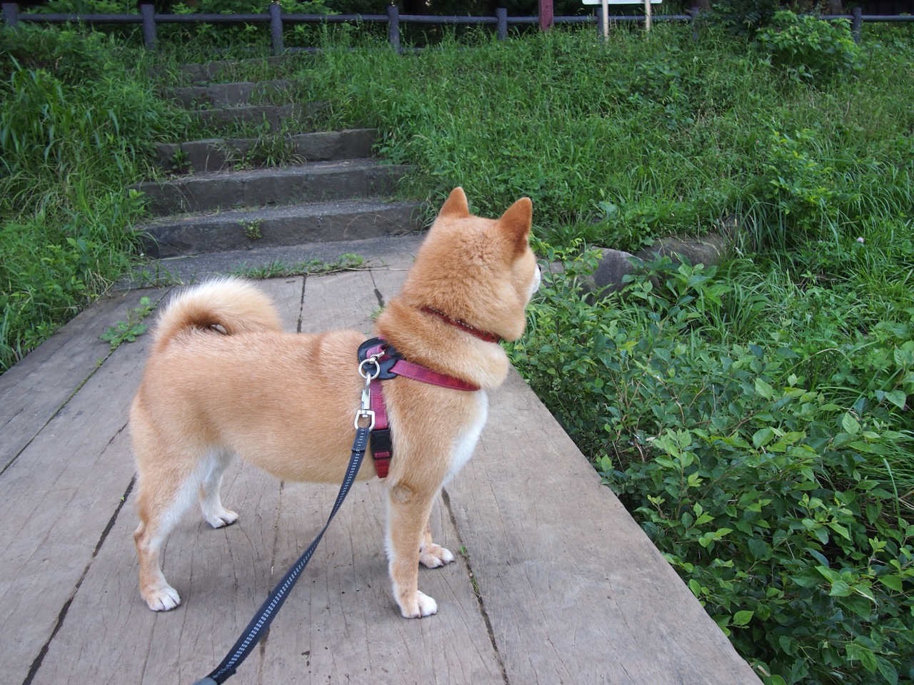 篮球训练数据采集与分析技术应用,篮球比赛数据分析app