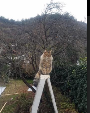 纪录挑战:五大联赛球队打破的比赛纪录,五大联赛各种记录