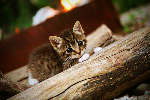 中国女篮稳步推进技战术改革,中国女篮晋级形势