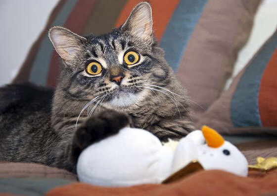 低位进攻在现代篮球中的生存空间,低位进攻在现代篮球中的生存空间包括