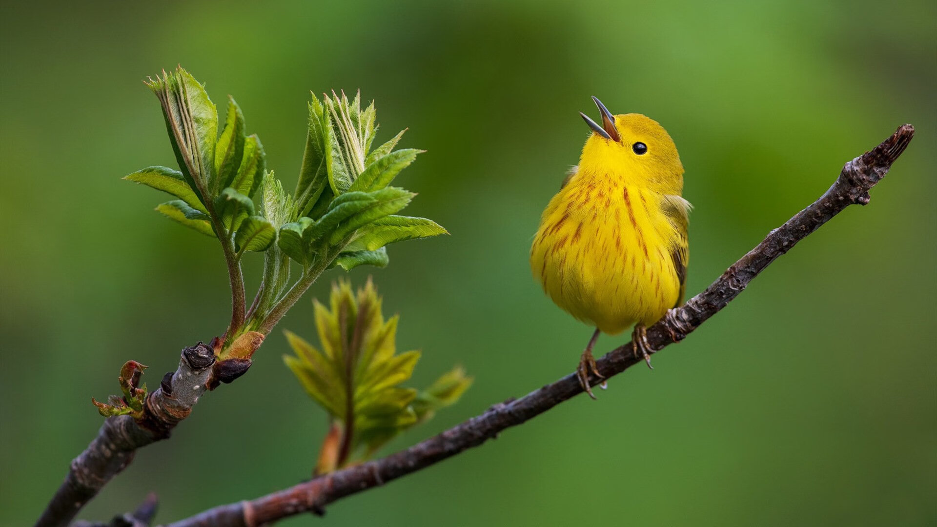 体育新闻中心参与国际体育数字版权合作项目,体育赛事版权