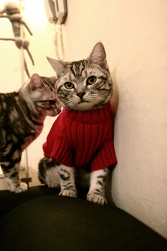 全国中学生篮球联赛区域冠军全部出炉,全国中学生蓝球联赛